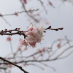 緑ヶ丘公園の河津桜が開花してる