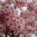 緑ヶ丘公園の河津桜が満開だったので見てきた【フォトリポート】