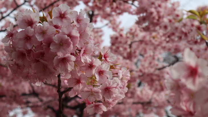 緑ヶ丘公園の河津桜が満開だったので見てきた【フォトリポート】