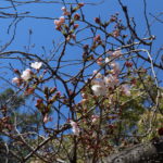 大阪で桜が開花したけど伊丹の桜はどうなのか見てきた