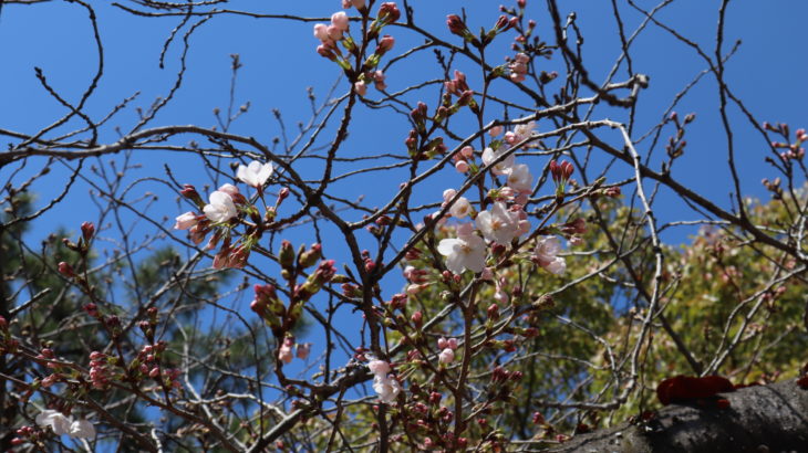 大阪で桜が開花したけど伊丹の桜はどうなのか見てきた